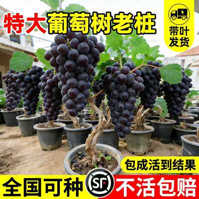 【全网热销5万+】特大巨峰葡萄树