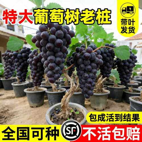 【全网热销5万+】特大巨峰葡萄树