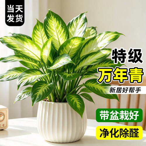 万年青玛丽安室内净化空气盆栽