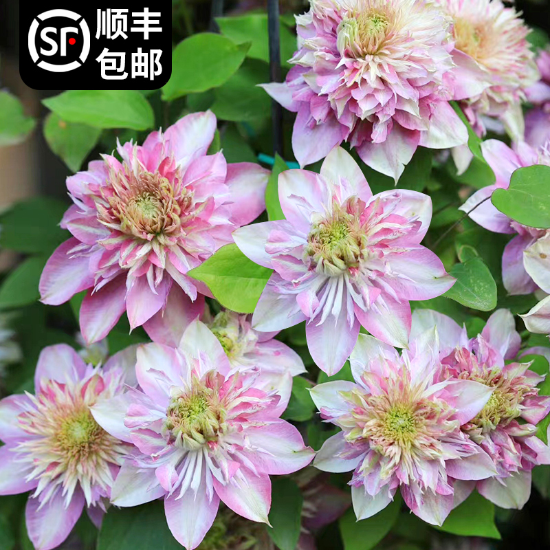 针瓣皇帝铁线莲花小苗盆栽早花大花阳台垂吊花卉爬墙藤本易活植物