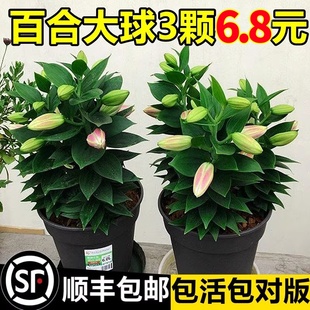 进口重瓣香水百合花种球盆栽香雪兰花卉绿植物室内四季 花郁金香