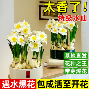 水仙花种球特大漳州重瓣水仙花水培盆栽春节开郁金香室内植物花卉