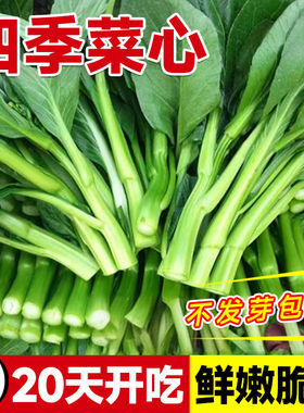广东四九菜心种子四季播