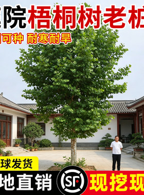 【热销榜top】庭院梧桐树老桩