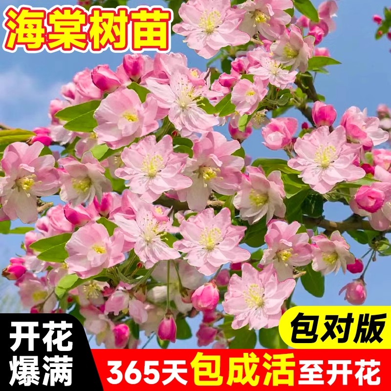 西府海棠花树苗四季垂丝盆栽庭院