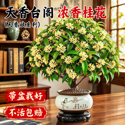 【全网花卉绿植热销10W+】