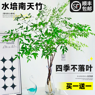 南天竹水培植物办公室内桌面水养绿植带根鲜切花卉火焰蓝天竺老桩