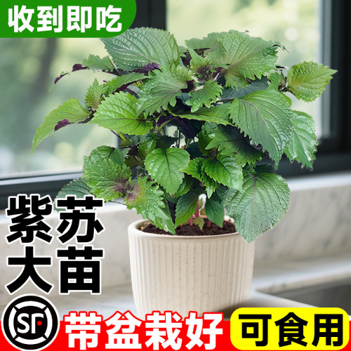 紫苏苗盆栽可食用厨房香草香料植物新鲜紫苏叶即食用盆栽罗勒绿植