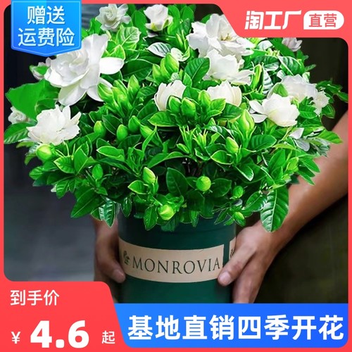 植物阳台栀子花盆栽四季