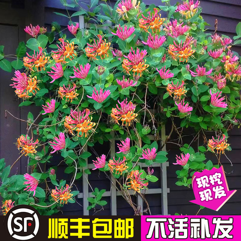 树苗爬藤植物庭院金银花四季