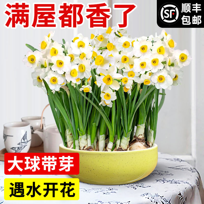 漳州重瓣水仙花种球水培盆栽室内大种子绿植四季开花冬季耐寒花卉