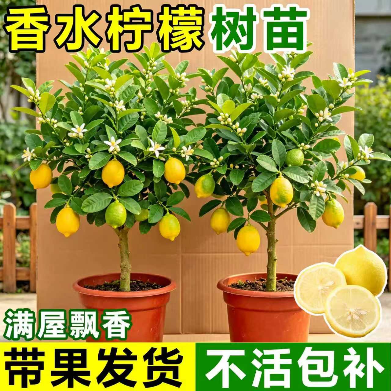 香水柠檬树盆栽带果可食四季好养图片