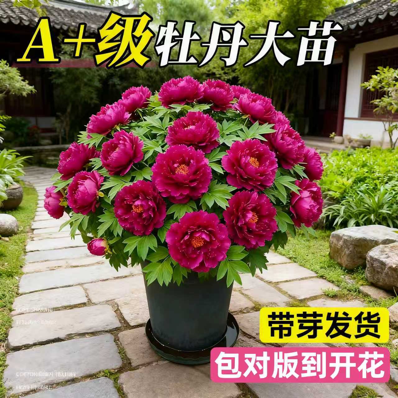 特大牡丹花苗盆栽四季花卉