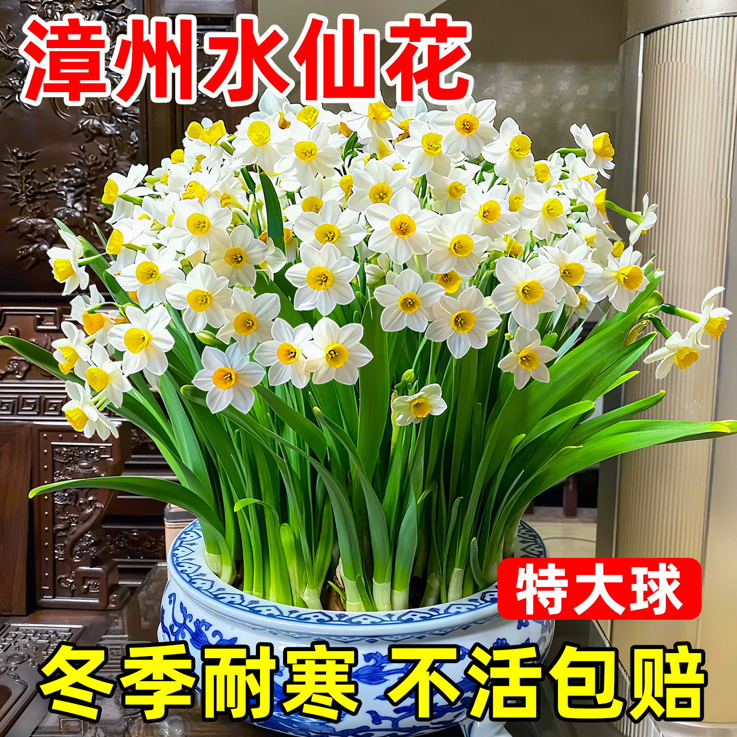 漳州水仙花大种球复瓣水培植物盆栽室内冬季耐寒开花绿植物带花苞