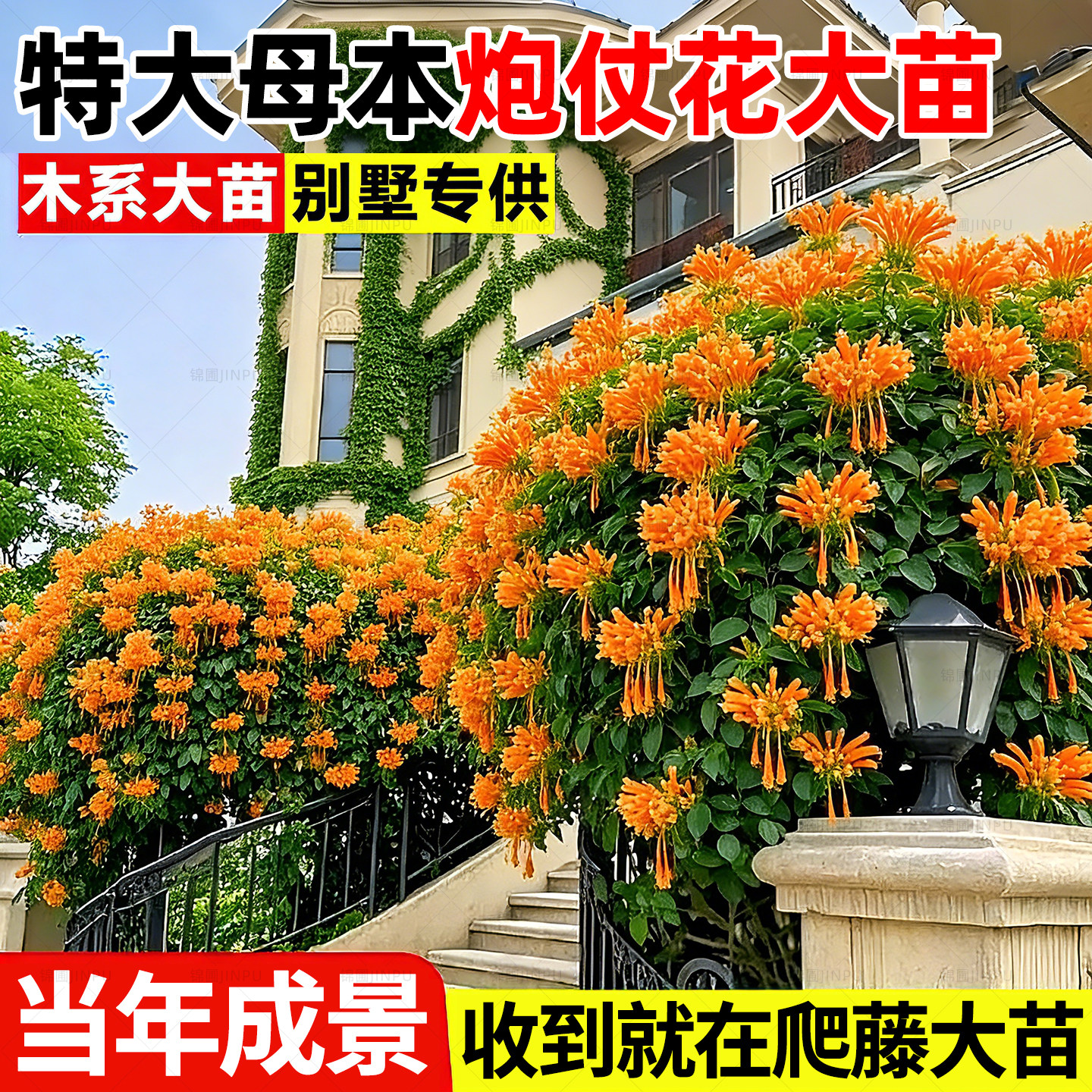 炮仗花爬藤植物特大号中华凌霄花母本大苗耐寒庭院老桩四季大花卉,鲜花速递/花卉仿真/绿植园艺,月季/蔷薇/玫瑰,淘宝优惠券,粉丝福利购,淘宝优惠卷