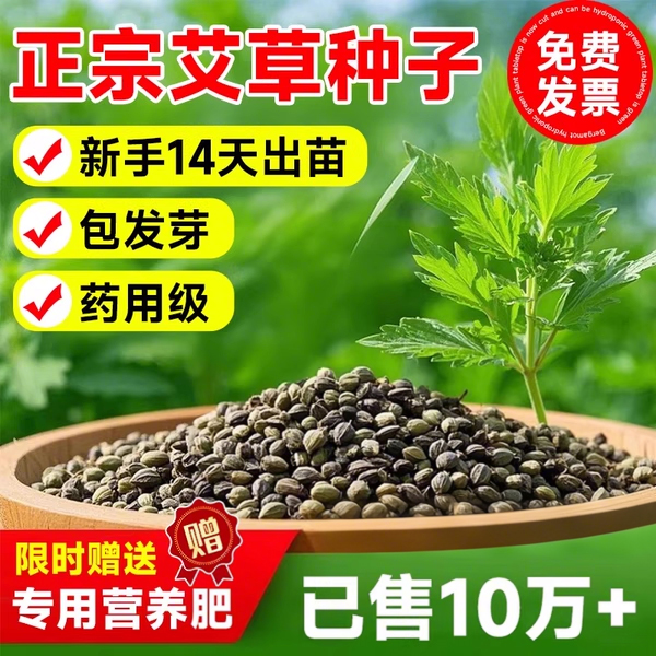 端午艾草种子艾草籽种艾叶靳野生香药用食用青团艾青蒿四季驱蚊种