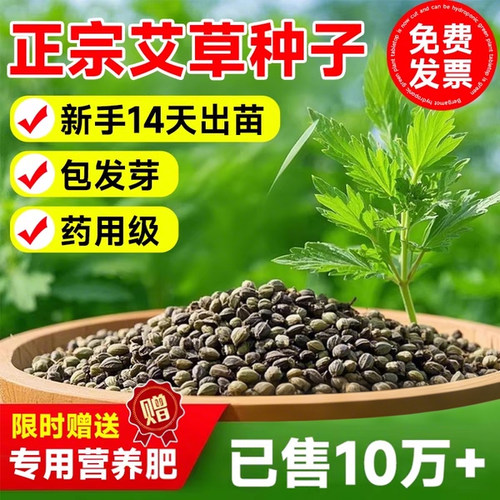 端午艾草种子艾草籽种艾叶