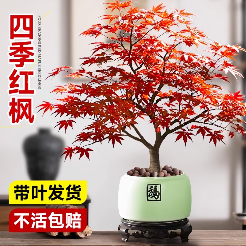 日本红枫盆景中国红枫盆栽树苗阳台室内桌面绿植物四季红舞姬好养