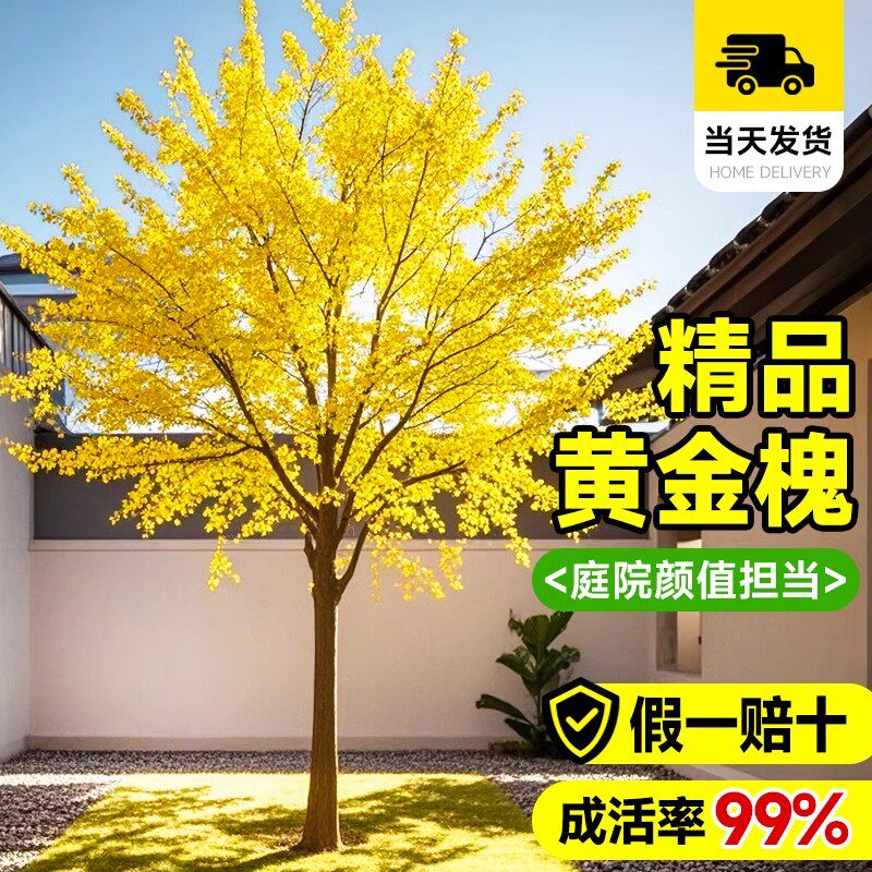 正宗黄金槐大树国槐树大苗庭院别墅植物老桩盆景室外四季绿化盆栽