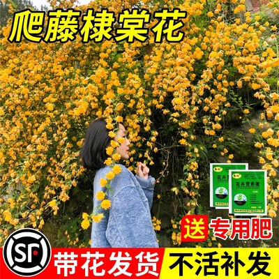 重瓣耐寒花卉爬藤植物室外棣棠