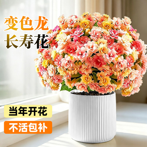 【全网花卉绿植热销10w+】