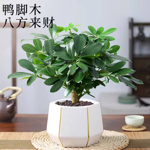 【不活包补】鸭脚木七叶莲盆栽