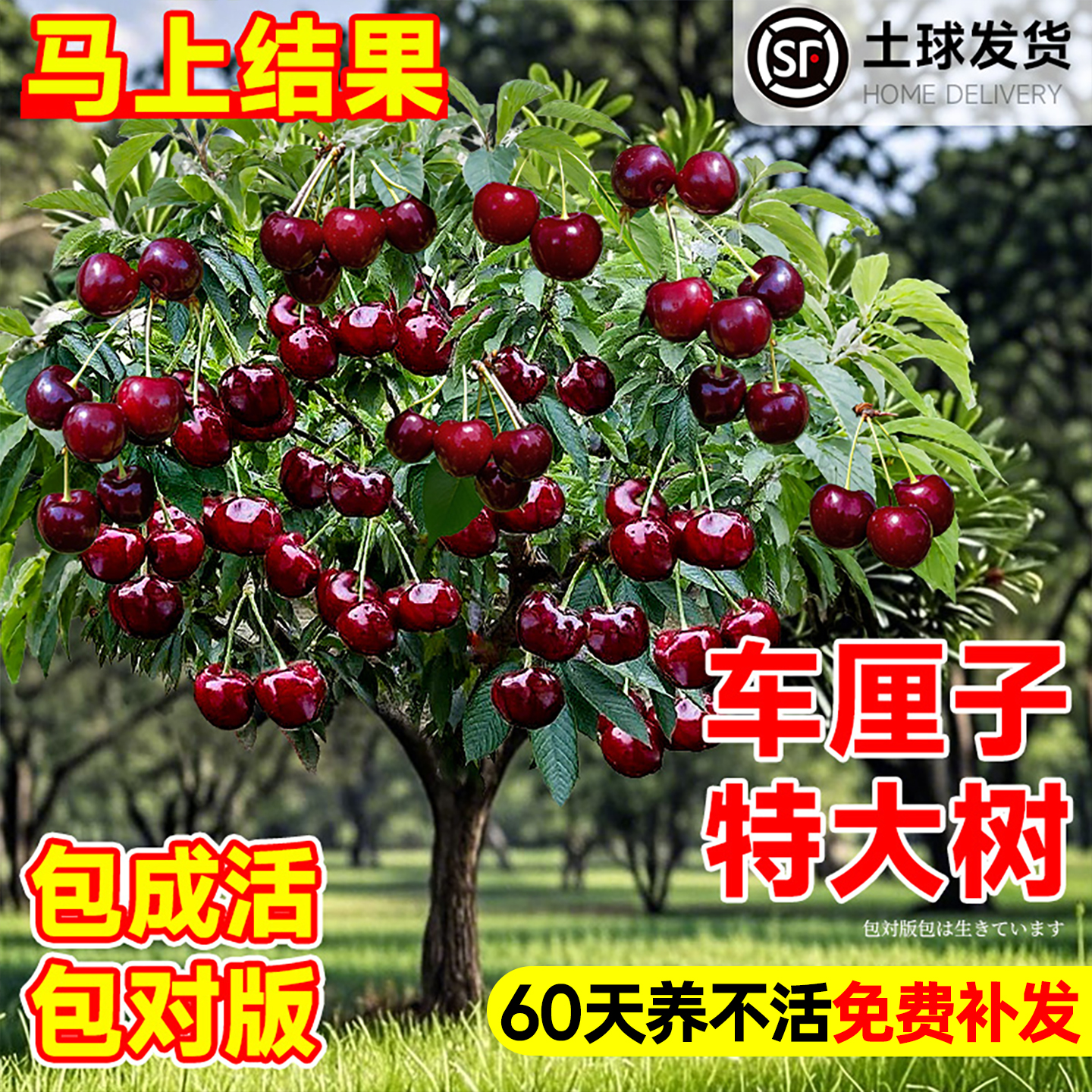 【热销榜top】特大车厘子树苗