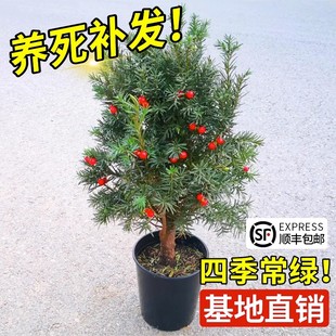 红豆杉树苗盆栽盆景正宗耐寒南北方种植室内外好养绿植花卉红豆杉