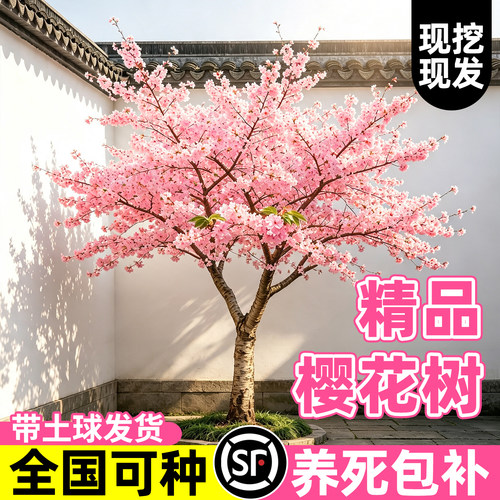 【全网热卖5万+】精品樱花树苗