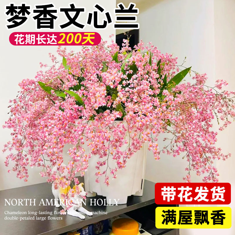 梦香兰文心兰盆栽带花苞兰花苗