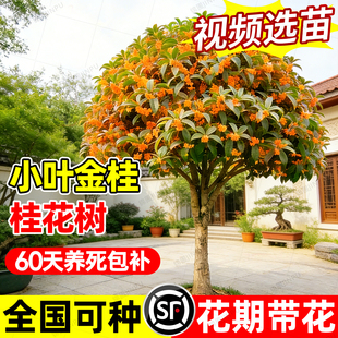 小叶金桂桂花树庭院别墅地栽浓香型花卉室外南北方种植大树风景树