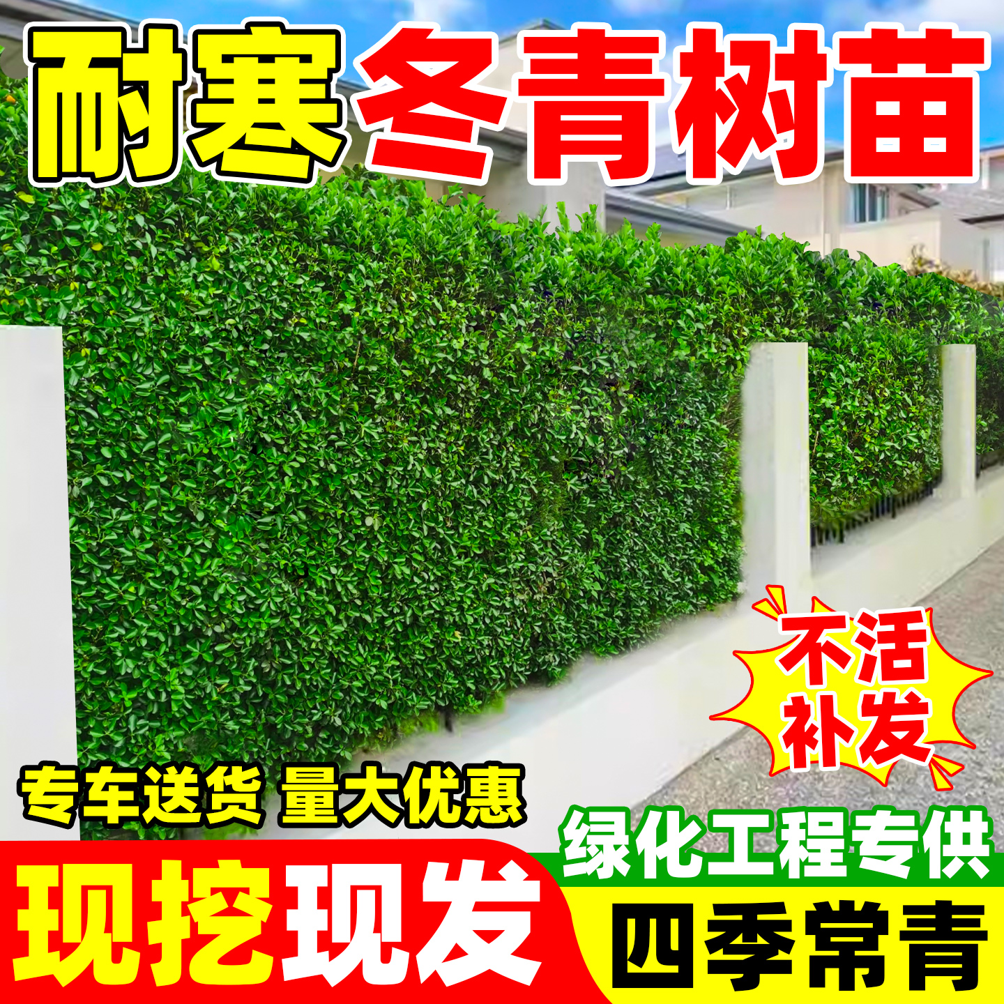 【热销榜top】冬青树苗绿篱