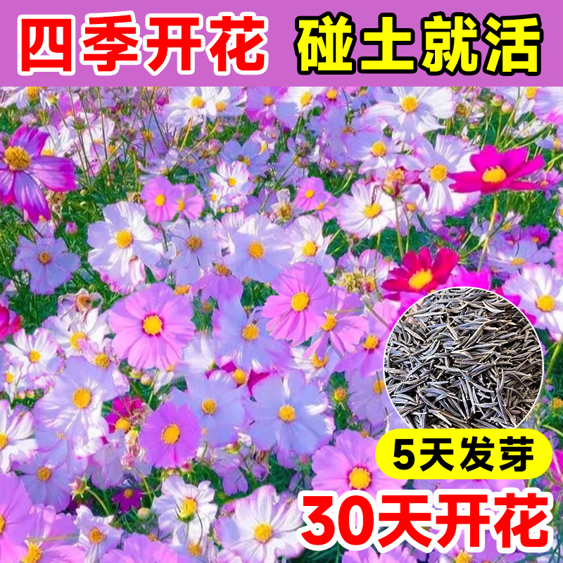 格桑种籽波斯菊野花四季