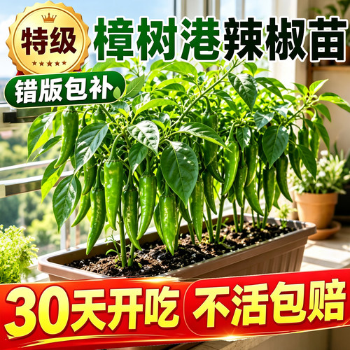 [全网热卖]家庭种植辣椒苗