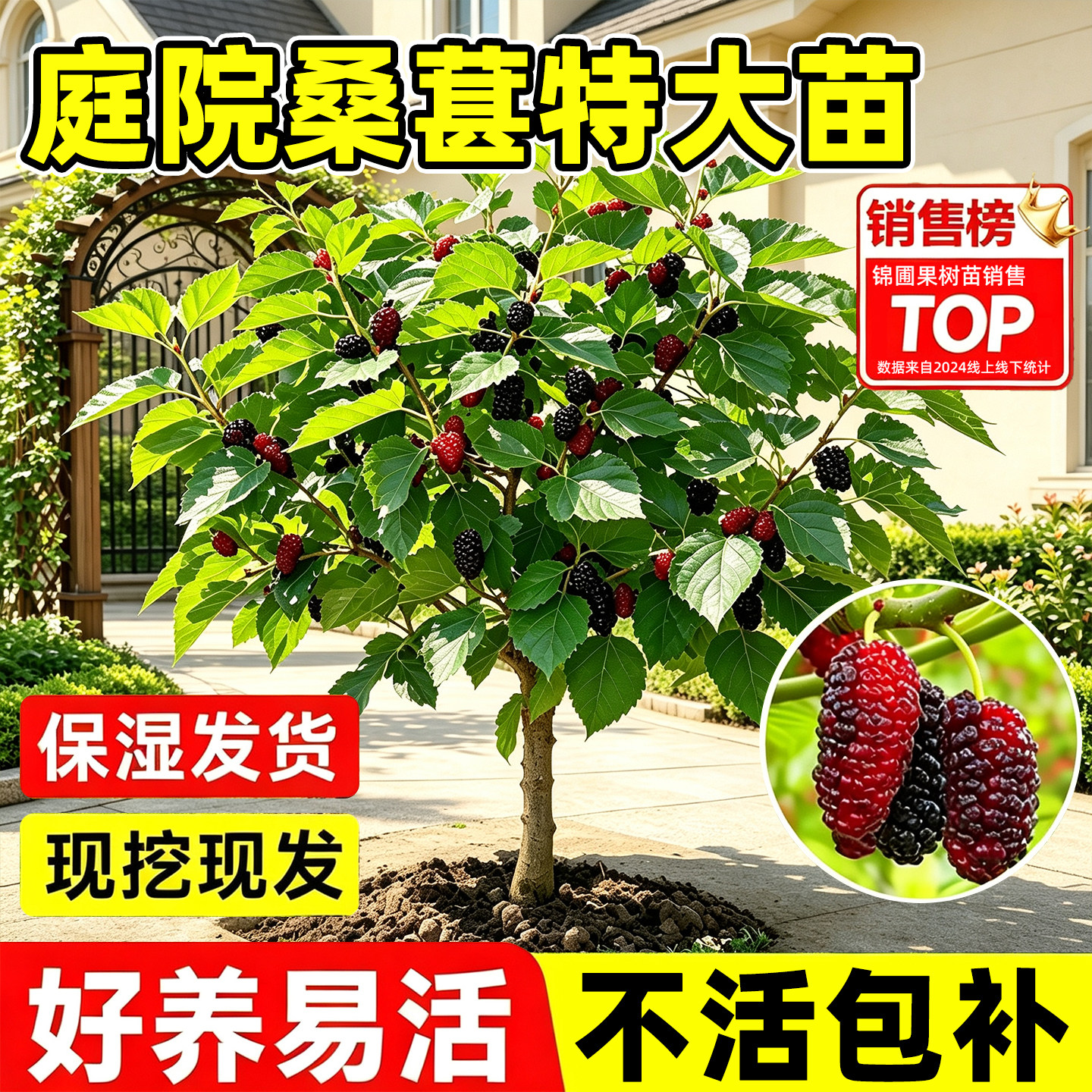 庭院桑葚树苗嫁接无籽十长果桑当年结果南北种植台湾四季盆栽正宗