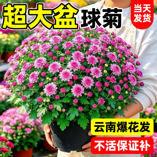 球菊盆栽带苞易养耐热开花好养活