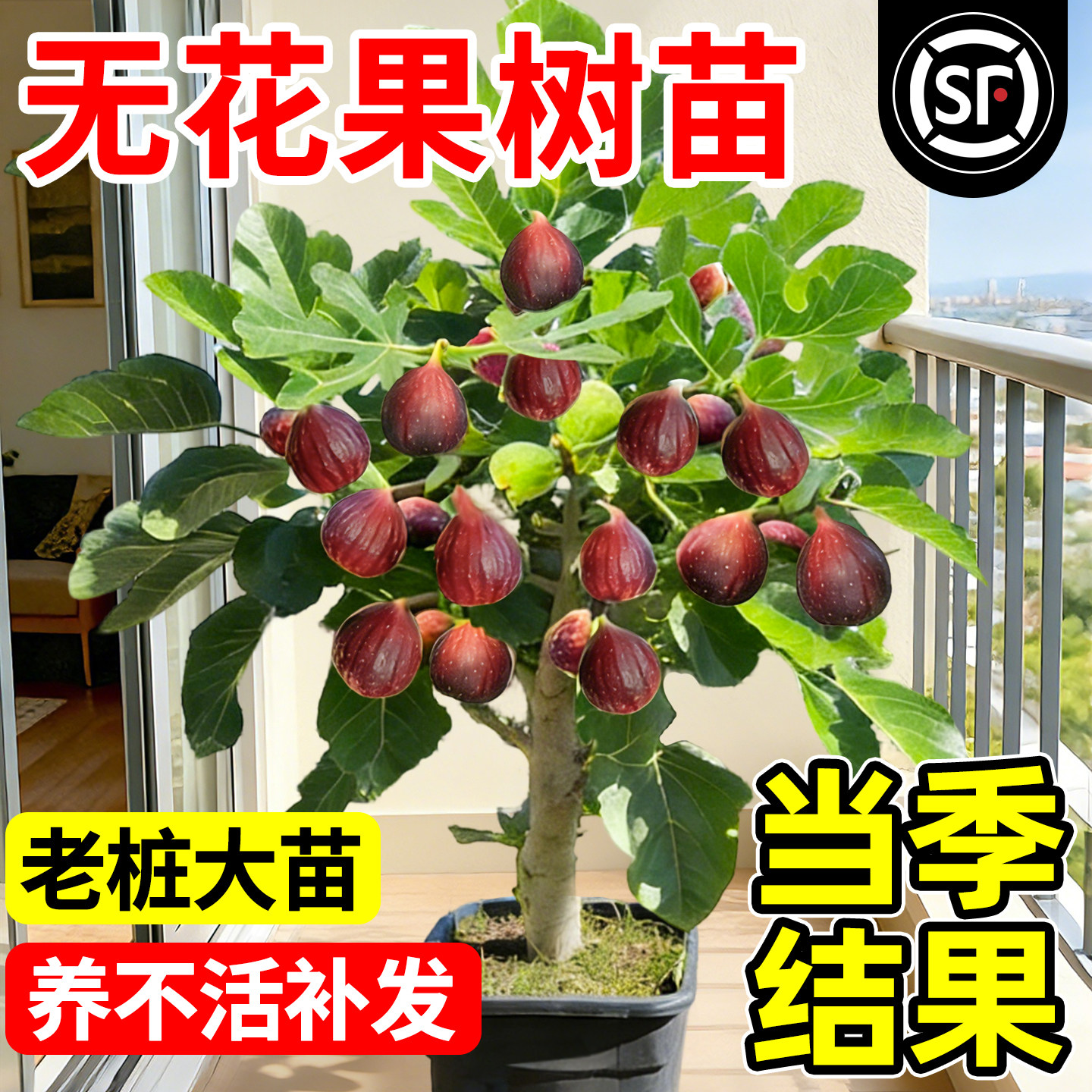 无花果树苗格莱斯波姬红果苗特大果南北方四季种植当年结果地盆栽,鲜花速递/花卉仿真/绿植园艺,果树,淘宝优惠券,粉丝福利购,淘宝优惠卷