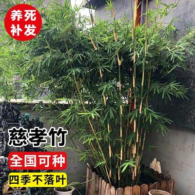 竹子庭院观赏四季种植丛生盆栽