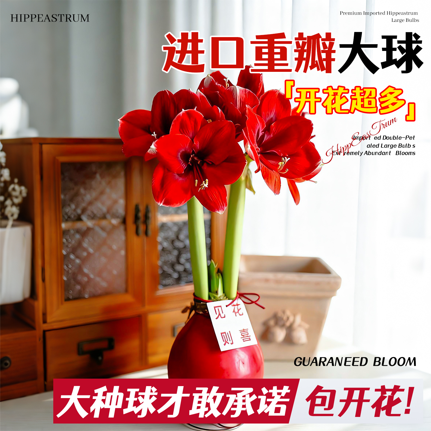 【全网热销5万+】朱顶红蜡球送礼