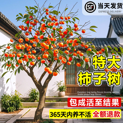 特大号柿子树苗庭院果树脆甜火晶柿子苗嫁接树苗南北方耐寒水果苗