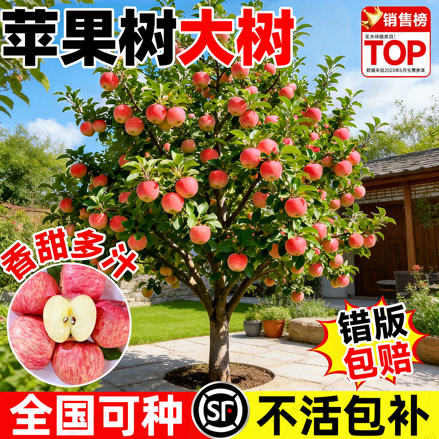 苹果树大树嫁接红富士冰糖心苹果室外庭院南北方种植盆栽地栽果树,鲜花速递/花卉仿真/绿植园艺,果树,淘宝优惠券,粉丝福利购,淘宝优惠卷