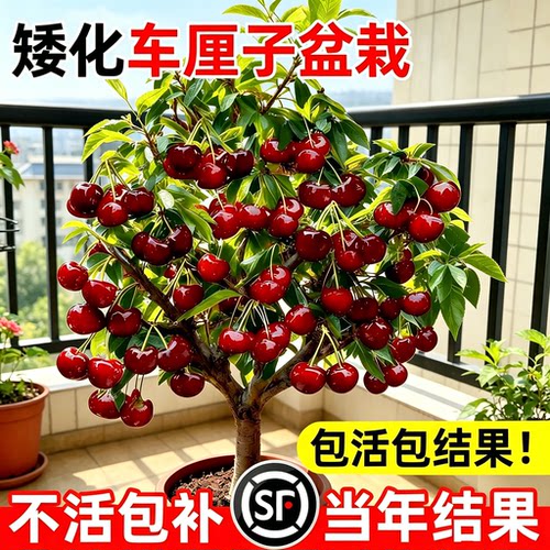 正宗矮化车厘子盆栽大樱桃树苗