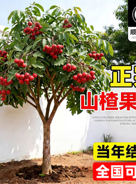【热销榜top】正宗山楂树果苗