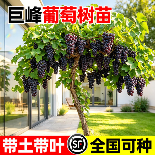 【全网热卖10万+】特大巨峰葡萄