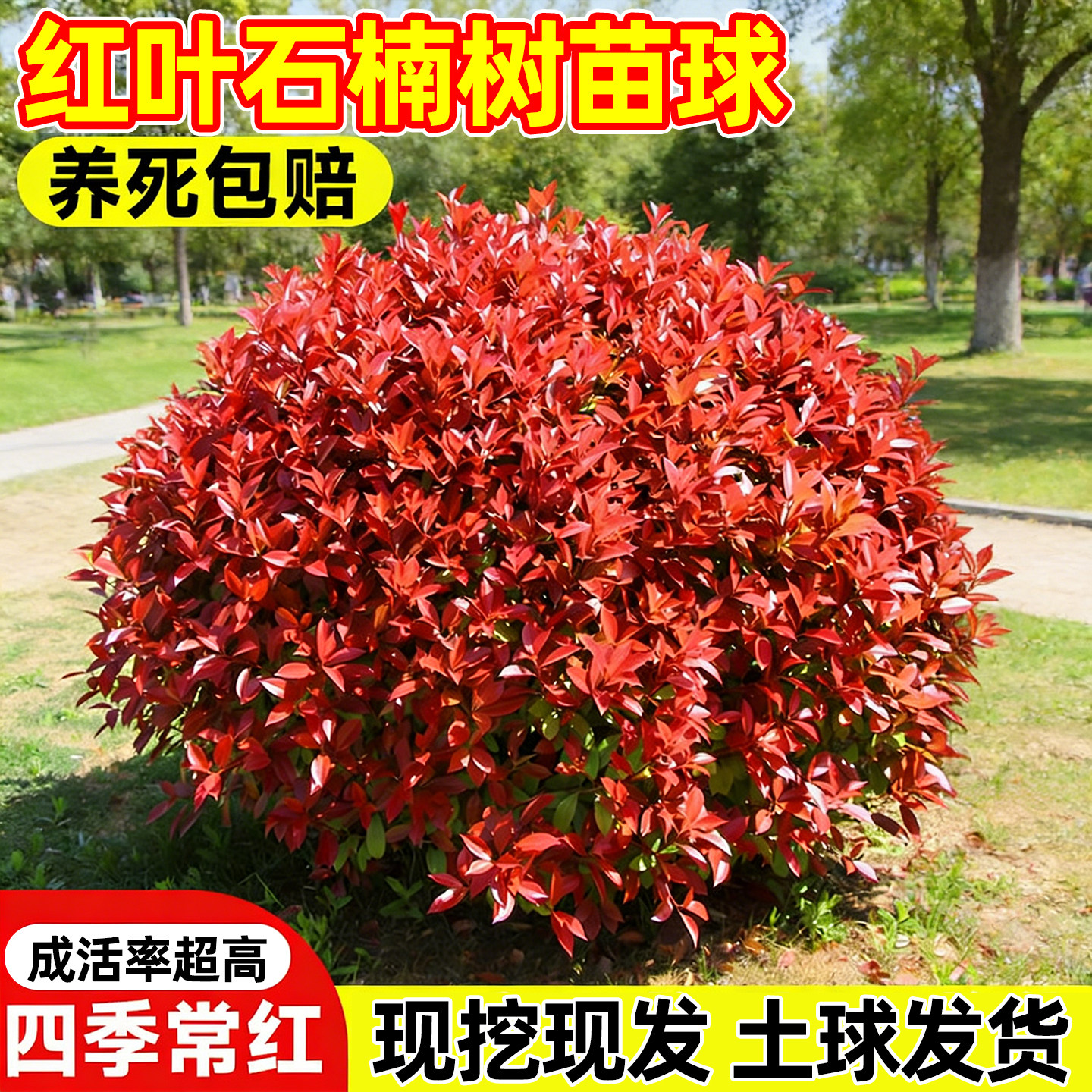 红叶石楠树苗球四季公园庭院绿化苗木石楠球红花继木球形绿化树苗,鲜花速递/花卉仿真/绿植园艺,观叶 /花灌木,淘宝优惠券,粉丝福利购,淘宝优惠卷