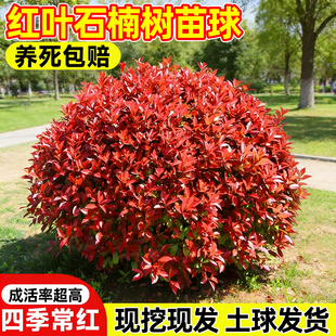 红叶石楠树苗球四季公园庭院绿化苗木石楠球红花继木球形绿化树苗