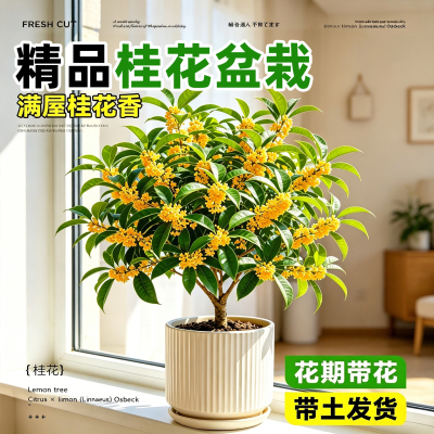 【桂花盆栽回购榜第1】