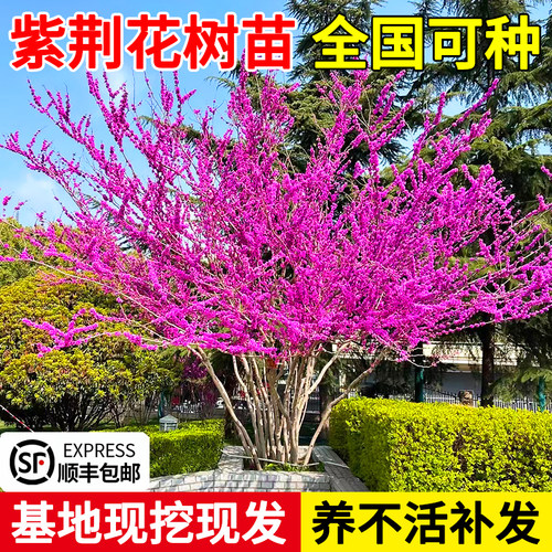 紫荆花树苗室外耐寒植物庭院丛生
