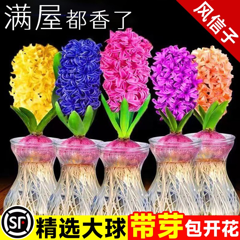 风信子种球水培套装四季水养郁金香花卉植物室内土培绿植盆栽耐寒