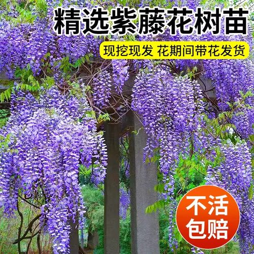 紫藤树苗植物阳台盆栽庭院四季